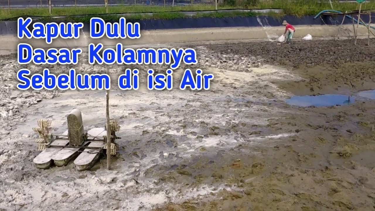 Pengapuran Untuk Dasar Kolam Udang Vaname