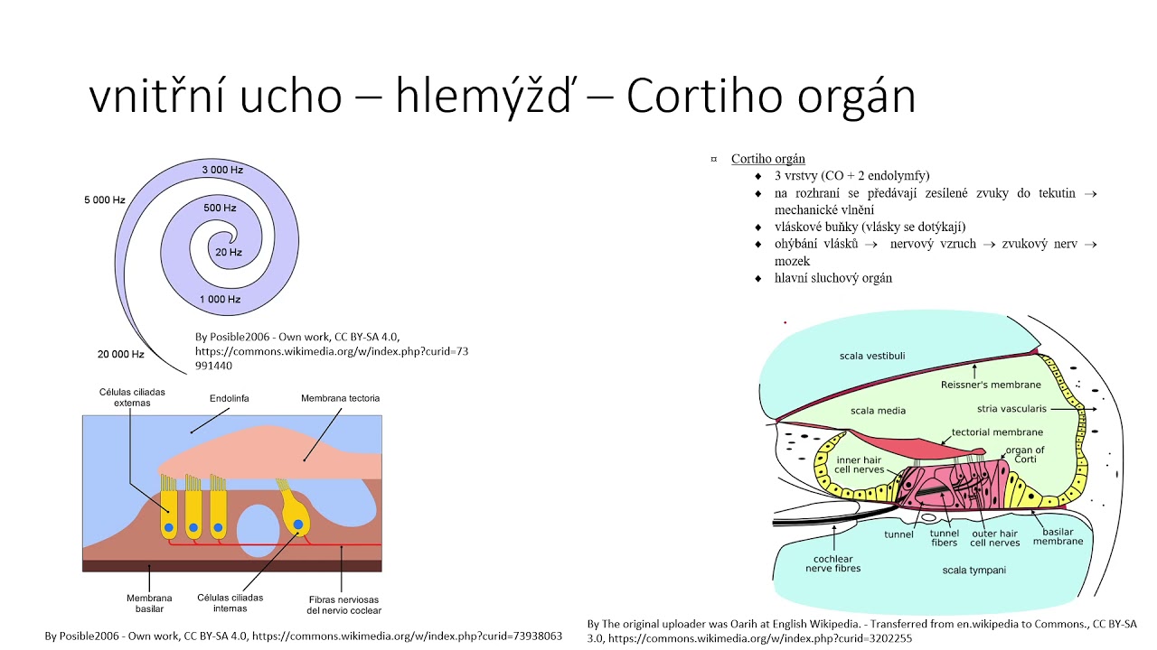 Sluchově-rovnovážné ústrojí