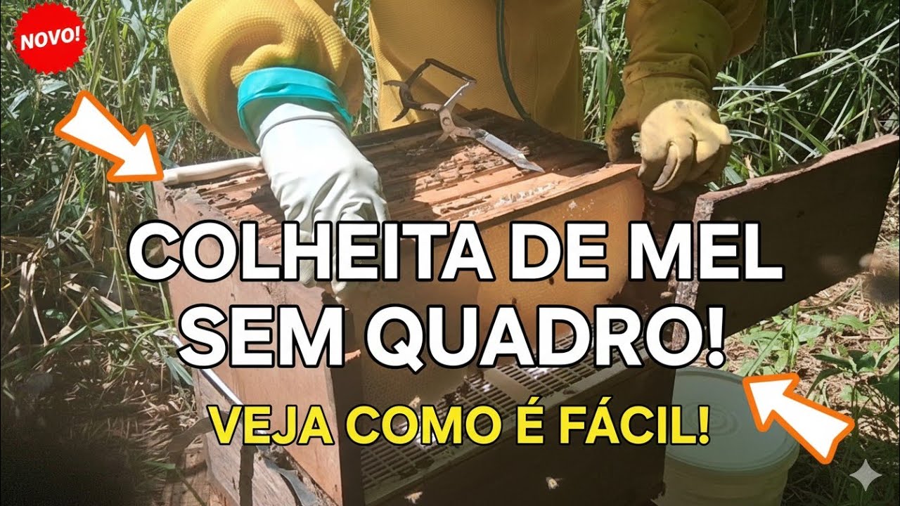 VOLTEI NA CAIXA DA MELGUEIRA SEM QUADROS ACONPANHE COMIGO #APICULTURA #@RONALDOMARQUESABELHASAPIS