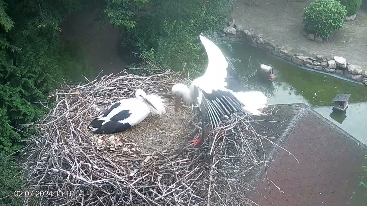 LIVE aus dem Storchennest in Heddesheim