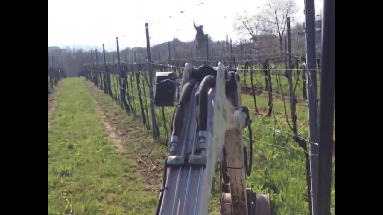 Rincalzatura terreno post distribuzione letame. Vigna di Glera (Prosecco)