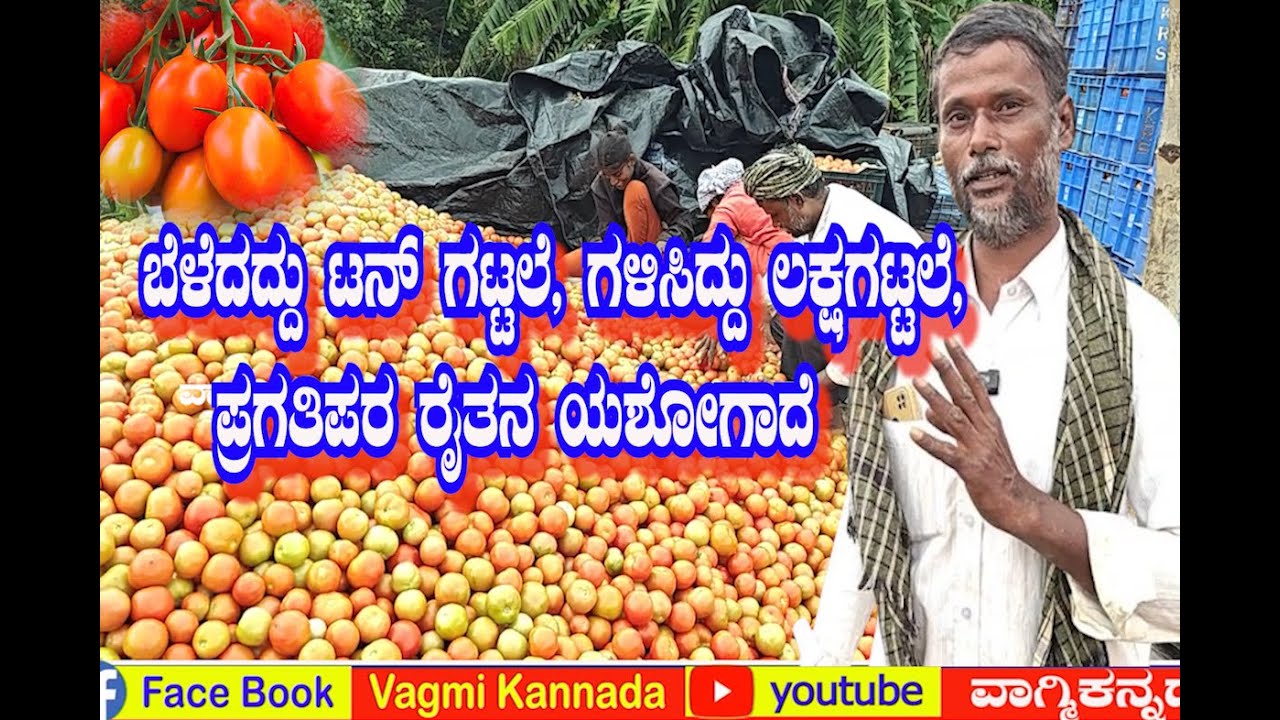 ಟಮೋಟ ಬೆಳೆದು ಲಕ್ಷಗಟ್ಟಲೆ ದುಡ್ಡು ಮಾಡಬಹುದನ್ನ ತೋರಿಸಿದ ರೈತ. ಲಾಸ್ ಮಾಡಿಕೊಳ್ಳವ್ರಿಗೆ ಇದೊಂದು ಬೆಸ್ಟ್ ಉದಾಹರಣೆ