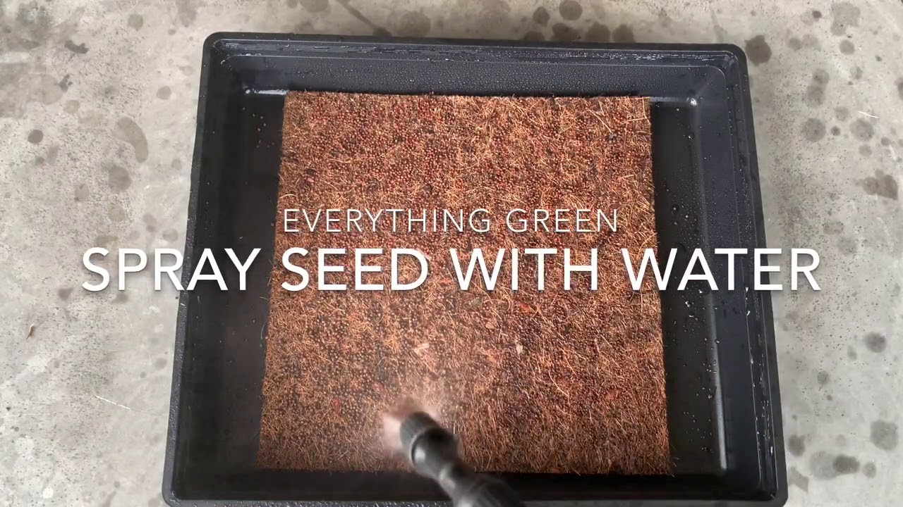How to grow microgreens on coco mat
