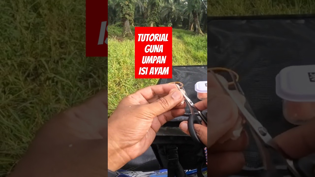 CARA PANCING SEPAT GUNA UMPAN ISI AYAM #fishing #mancingikan #angler #ikansepat