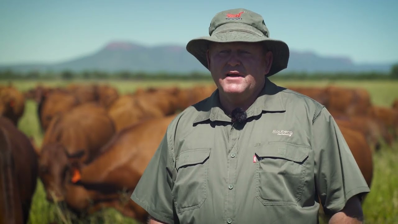 Blouberg Aanteelveiling awaits their 29th production auction | Bonsmara and Bovelder cattle