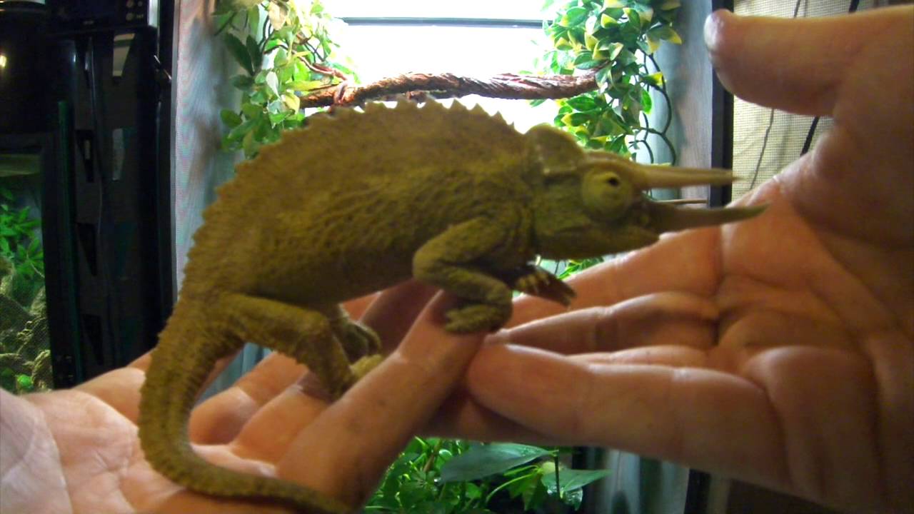 Setting Up a Jacksons Chameleon Cage!!