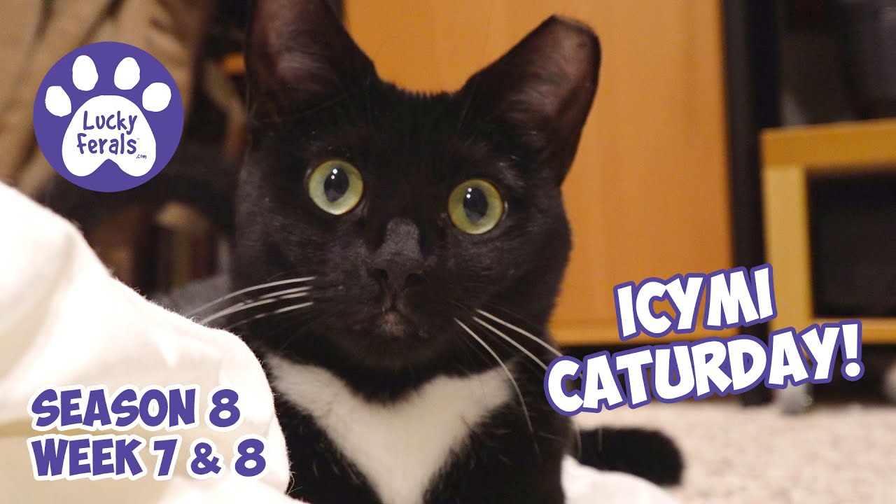 ICYMI Caturday! Lucky Ferals Season 8 Weeks 7 & 8 - Cat Vlog