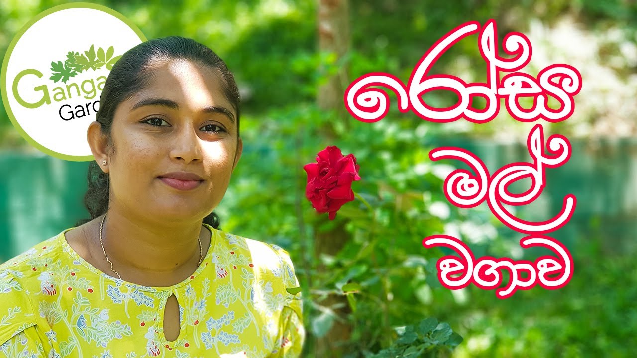 නිවැරදිව පෝච්චි වල රෝස මල් වගාව සහ පස් මිශ්&zwj;රණය - How to Potting Roses