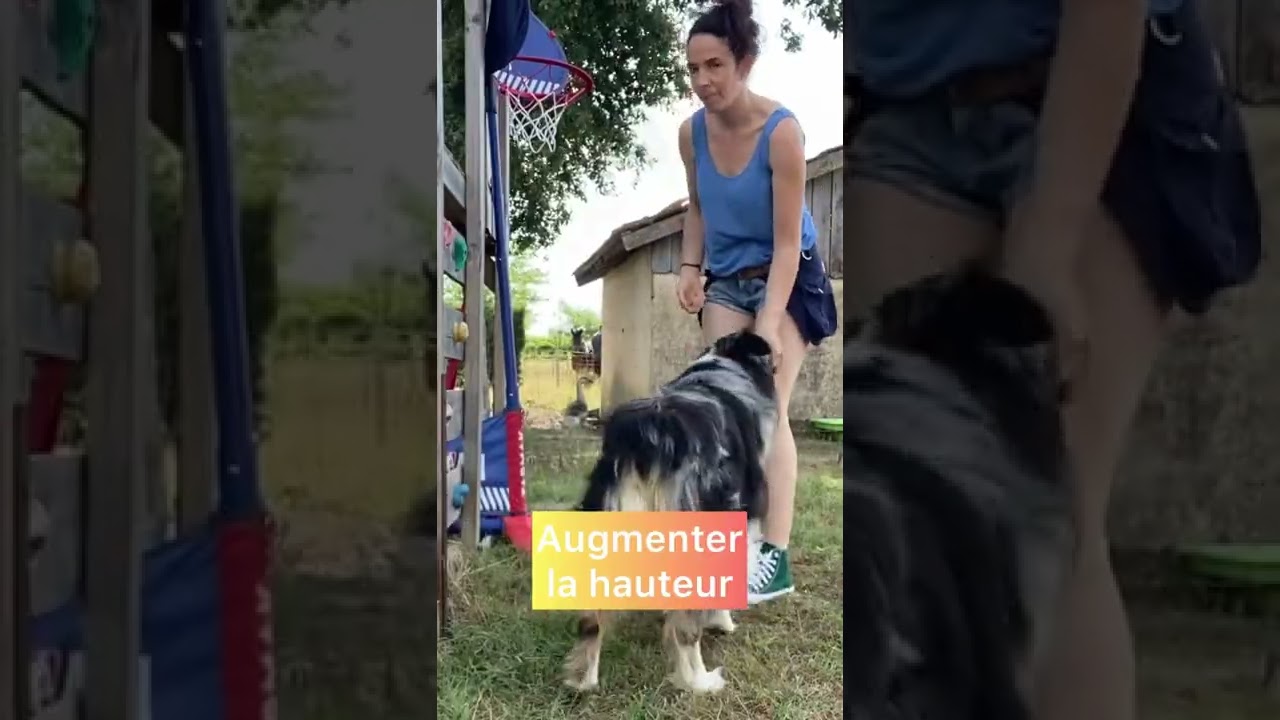 Apprendre au chien &agrave; sauter dans les bras #dogdance