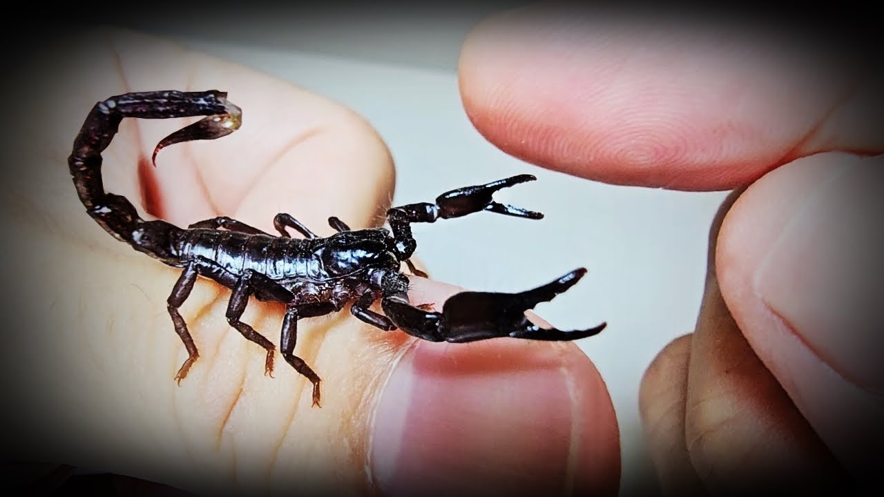 전갈이랑 친구가 되는 과정 The Process Of making friends with the scorpion