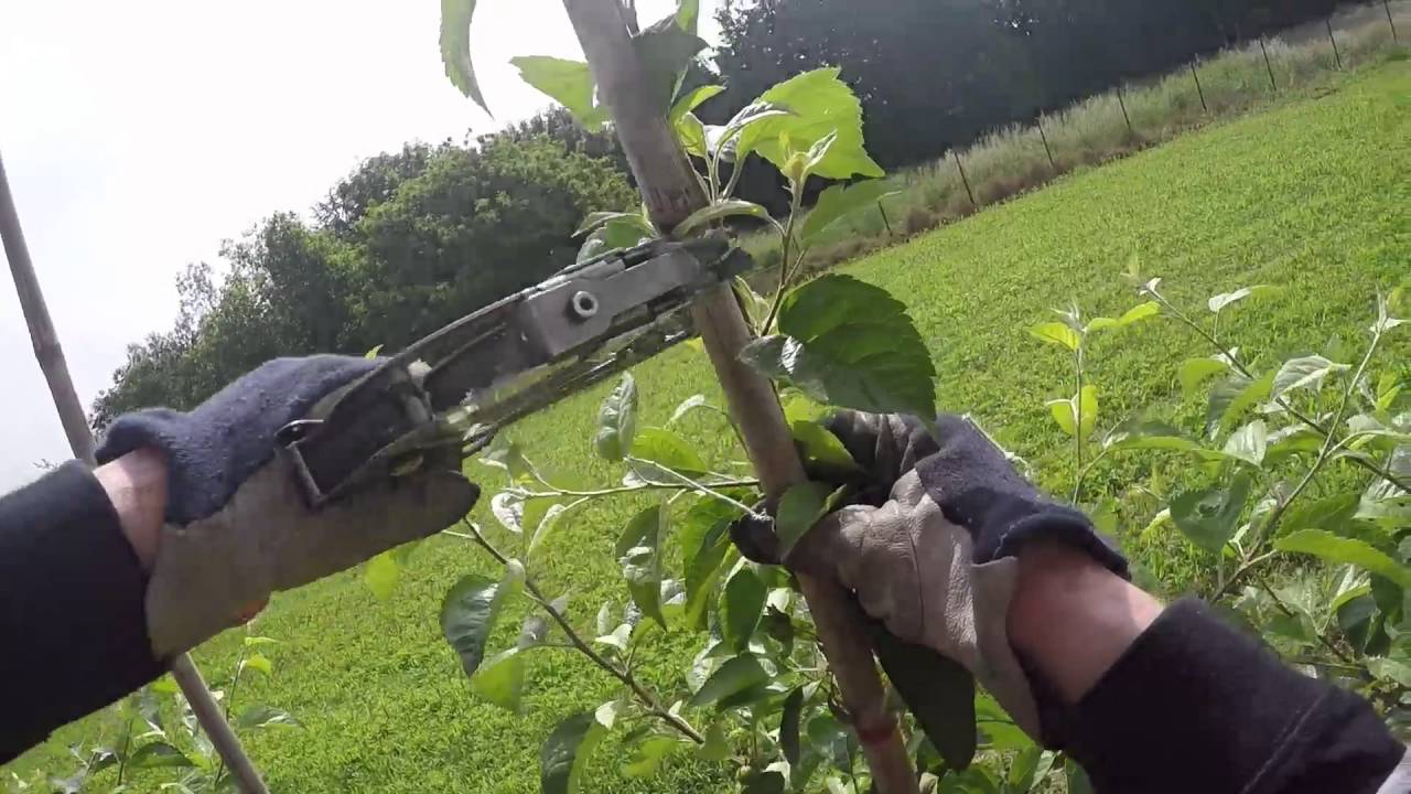De boomkwekerij :Aanbinden van kopscheuten