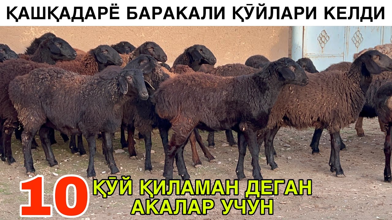 КЕЛАЖАК УЧУН ОЛИНГ. ☎️+998912233673 ☎️+998906086664