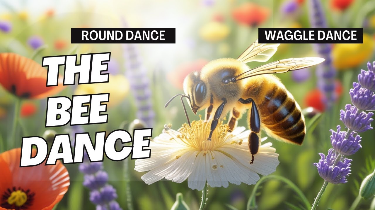 Bee Dance | Round Dance | Waggle Dance | Smart Science