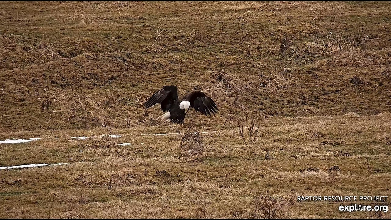 Decorah North Eagles: A Sticky Situation! Explore.org 1-8-2026