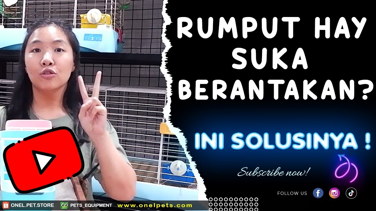 TEMPAT RUMPUT KELINCI FAVORIT ONEL PETS