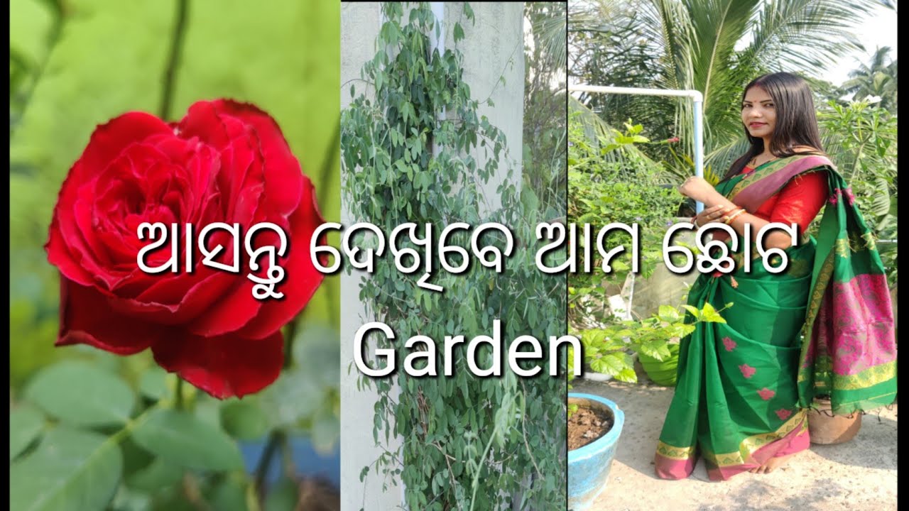 My little Garden | Garden in Summer | Odia Garden visit | Flower Garden|