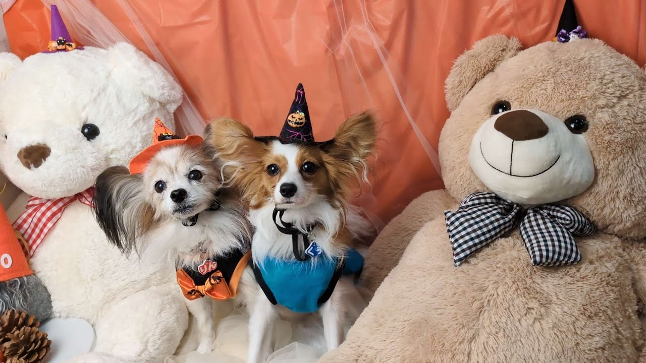 パピヨンオフ会開催したよ🐶