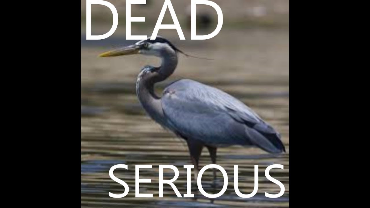 Heron Attack - Defend Your Pond!