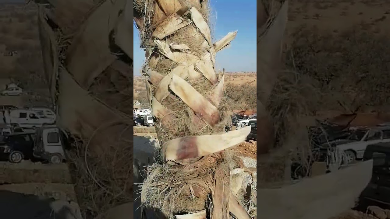 موسم تاعلاط 2024 جولة خفيفة