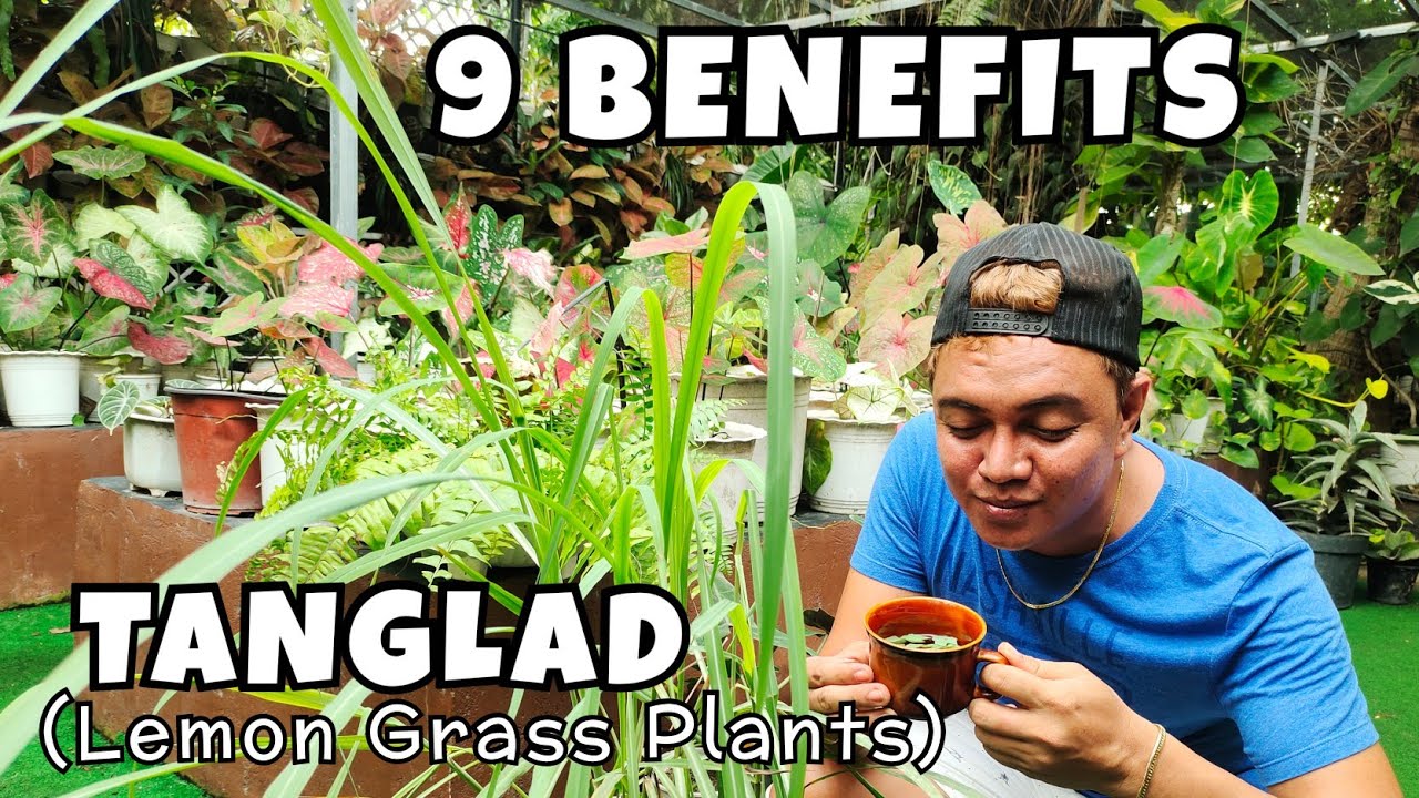 9 BENEFITS OF GROWING TANGLAD (LEMON GRASS PLANTS) AT HOME | LIFESTYLE & HEALTH