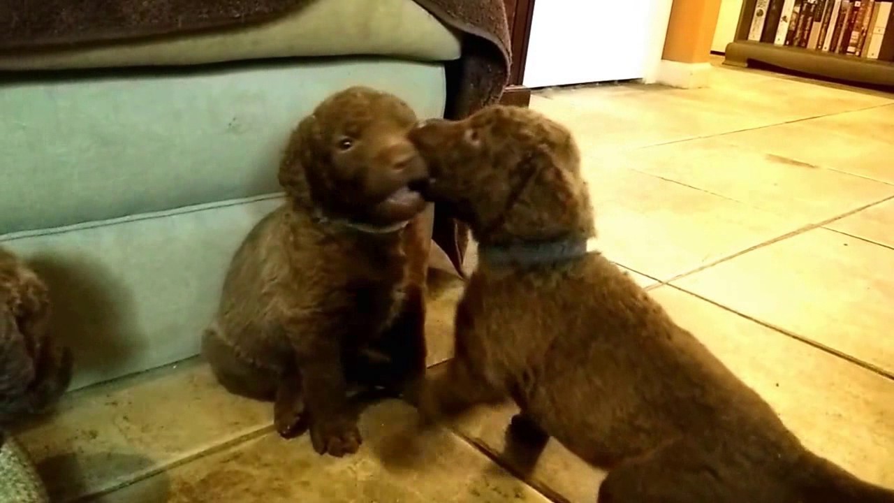 Chessie Puppies