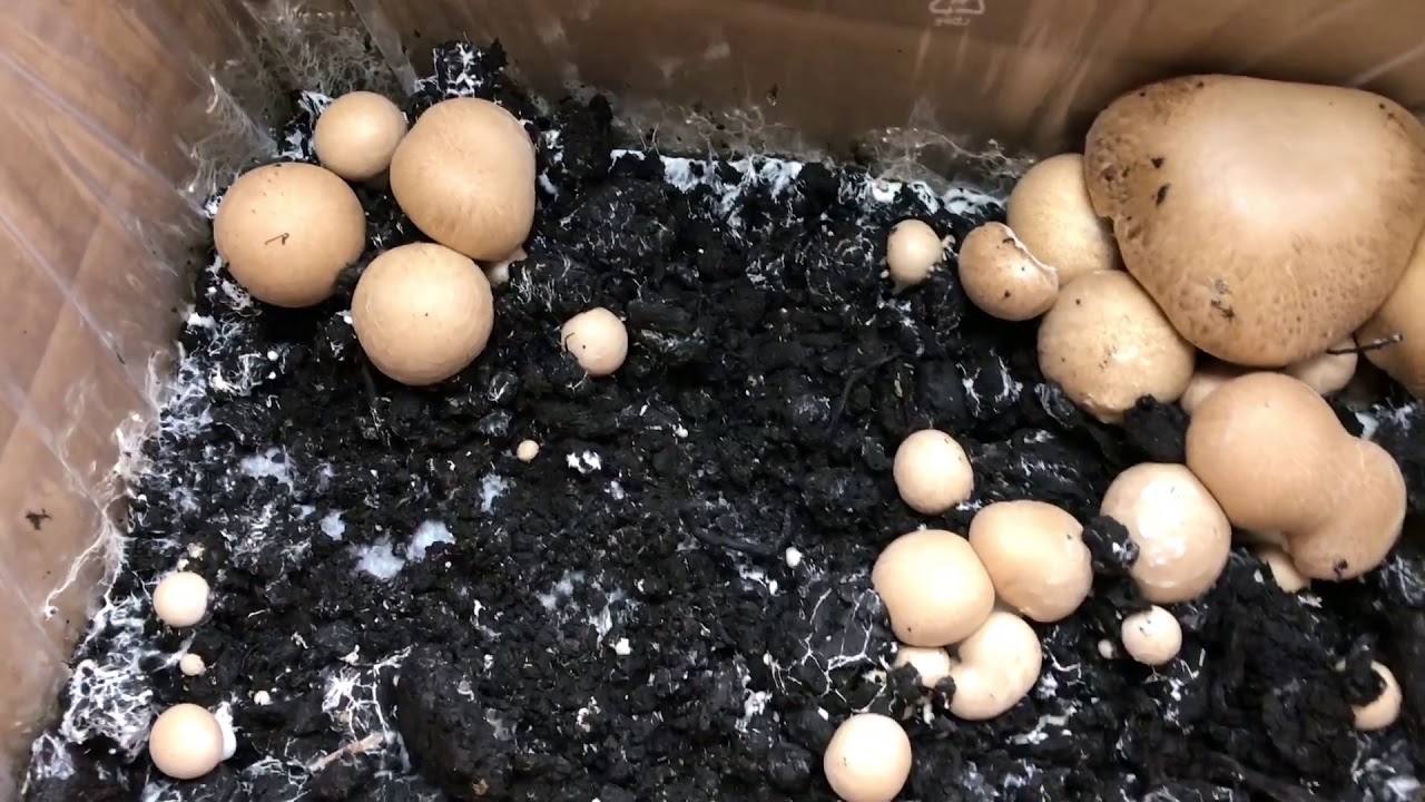 Pilze selber züchten Teil 3 / Bio Steinchampignon Pilzzuchtset / die erste Ernte