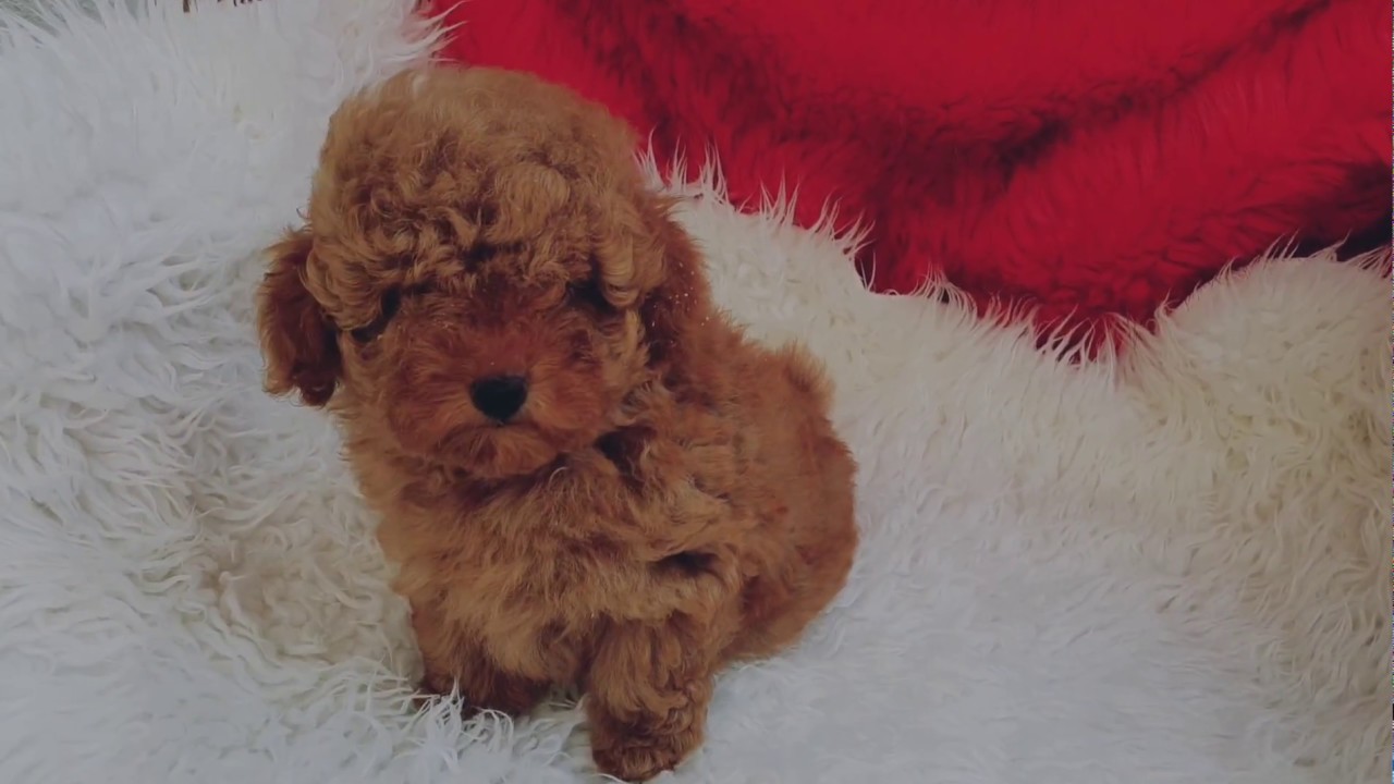 Cachorro Caniche toy rojo