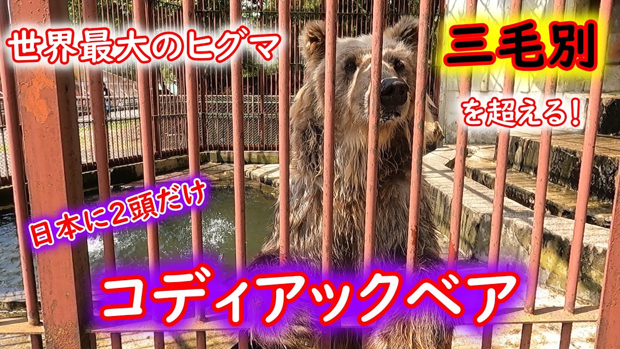 もはや怪獣！世界最大のヒグマ！コディアックベアが日本で唯一見れるクマ牧場が北海道にあるらしい・・・