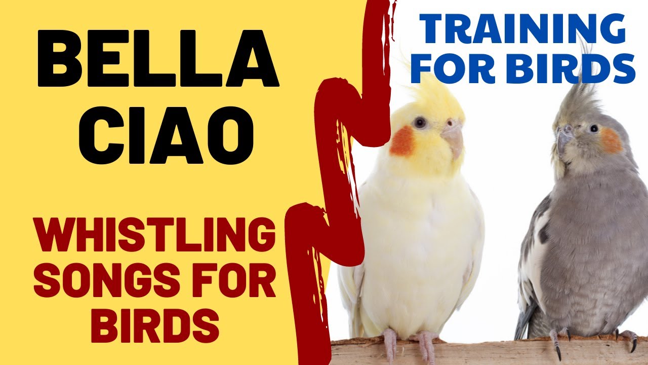 Bella Ciao with whistle - whistling song for birds, cockatiels, parrots