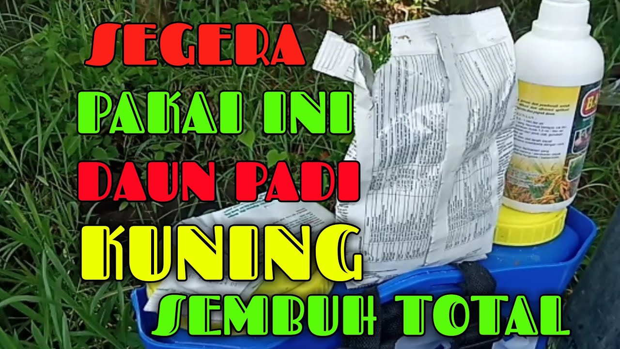 Cara Mengatasi Daun Padi Menguning - obat daun padi kuning