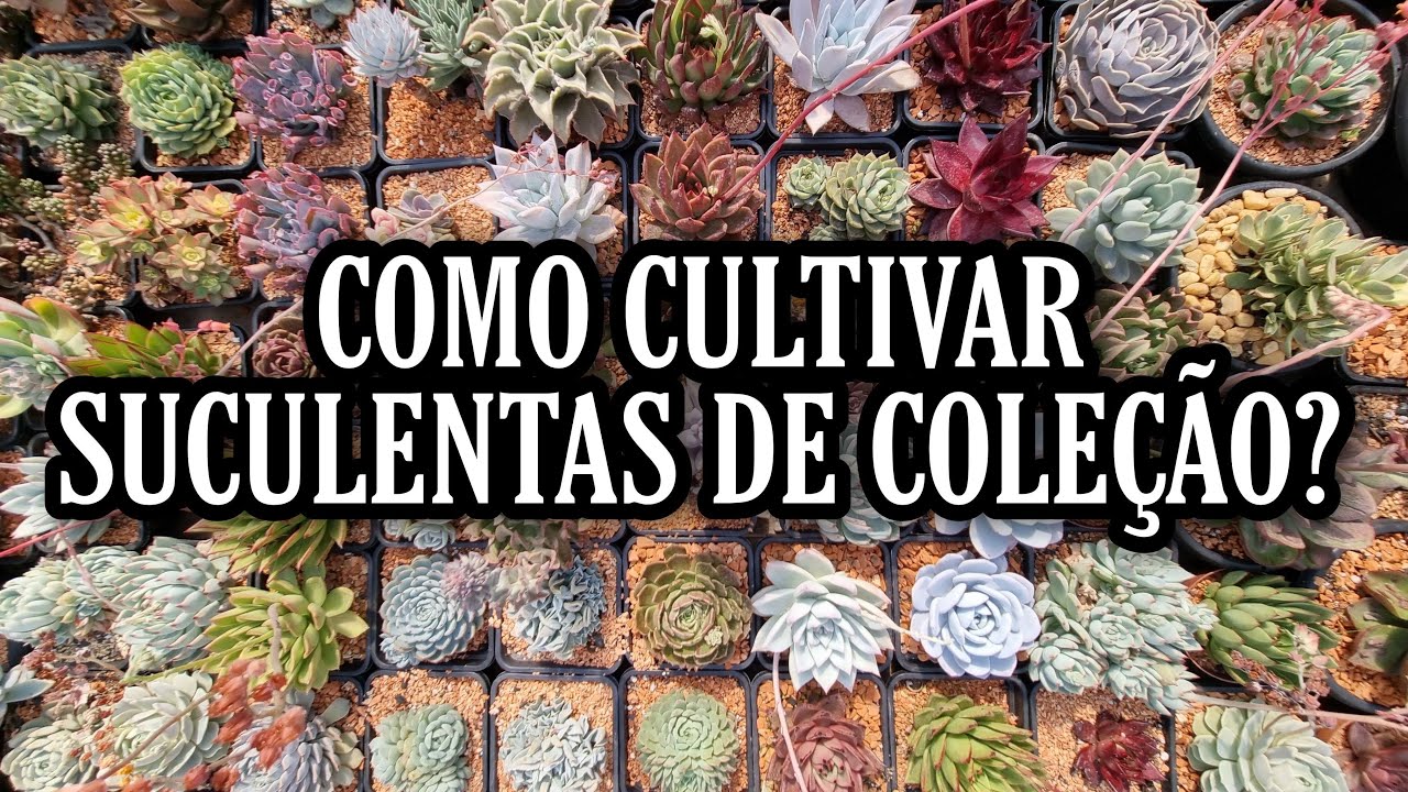COMO CULTIVAR SUCULENTAS DE COLEÇÃO ?