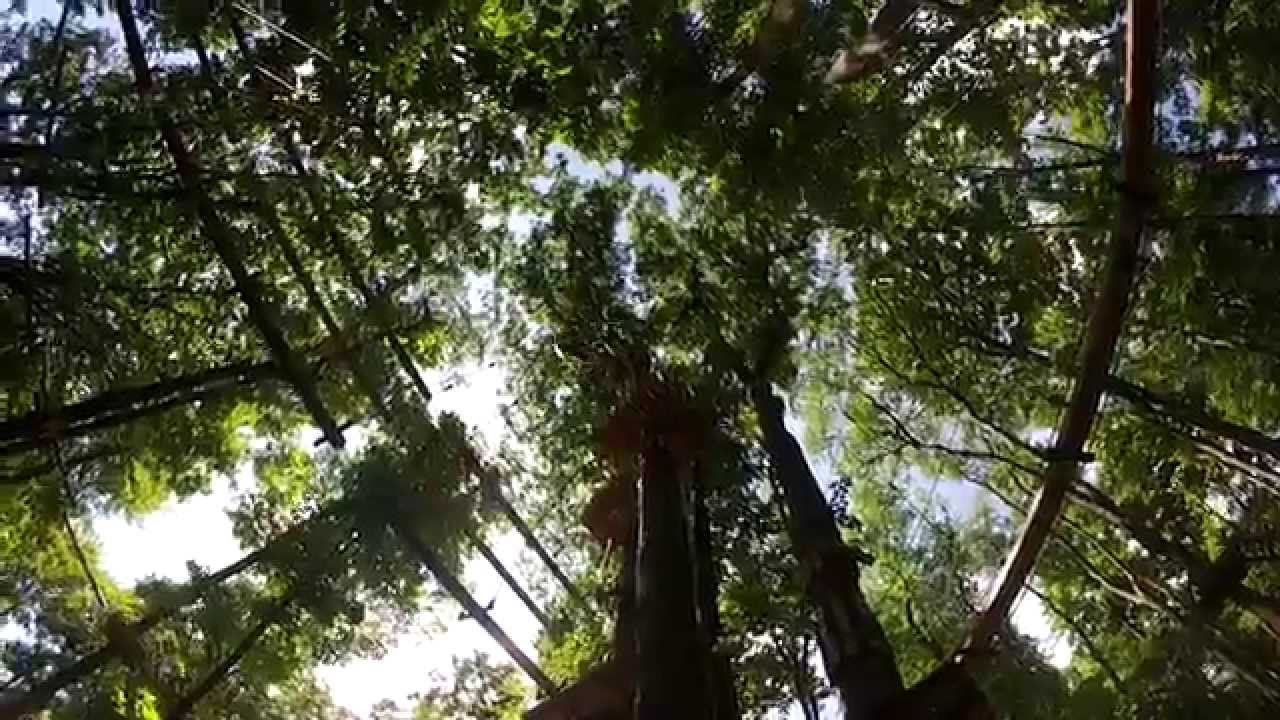 Sky High Aerial Adventure Park, Mountain Coaster, and 3-D Climbing Forest
