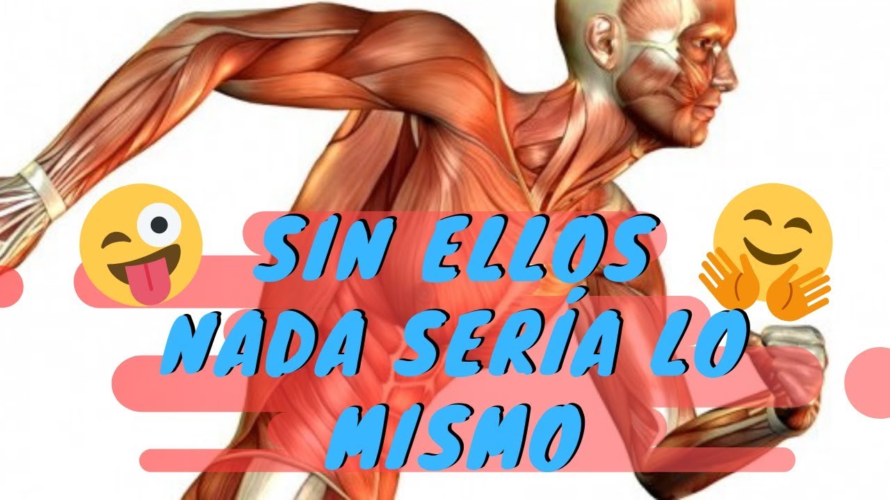 Músculos Agonistas y Antagonistas