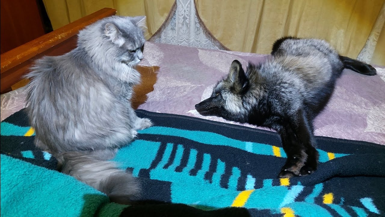 Лис и кот.