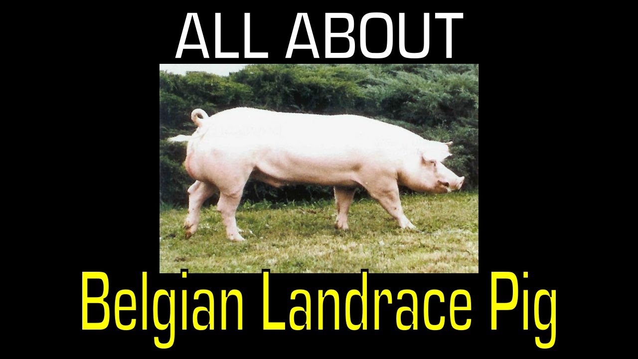 Belgian Landrace Pig - Breed Information