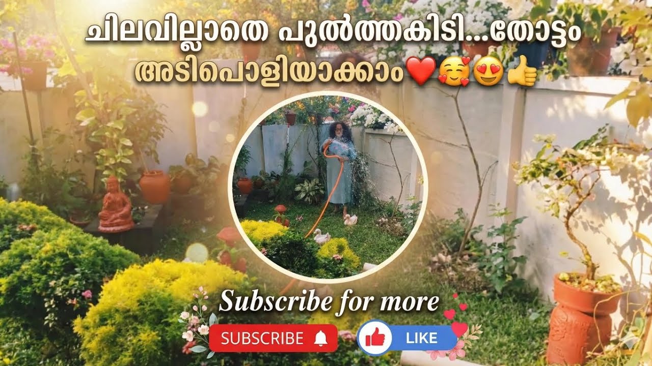 പുൽത്തകിടി സെറ്റാക്കാം... ..അതും സീറോ കോസ്റ്റിൽ ❤️🥰👍