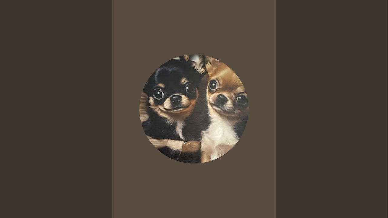 Princess& Tessa Chihuahua  is live