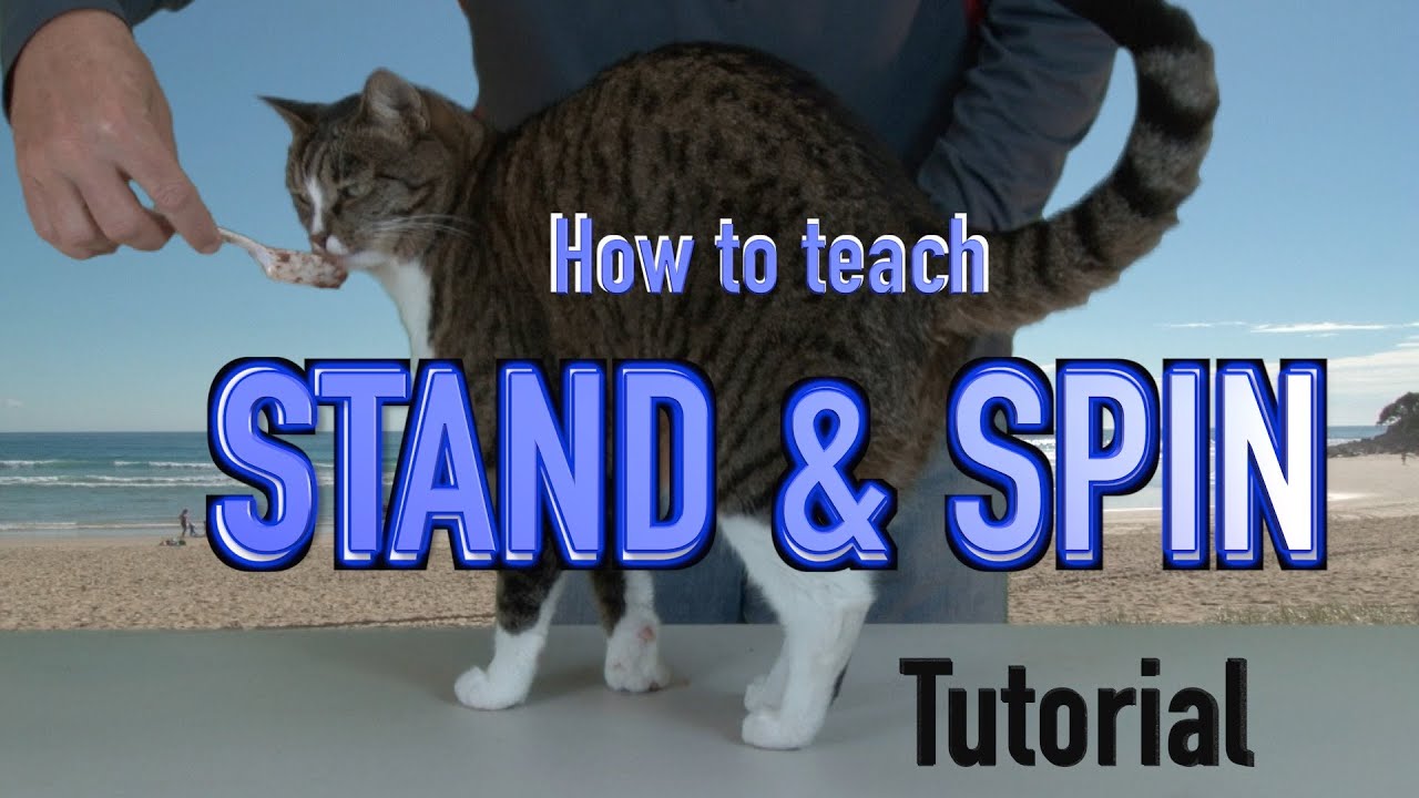 How to teach STAND & SPIN - CAT training tutorial