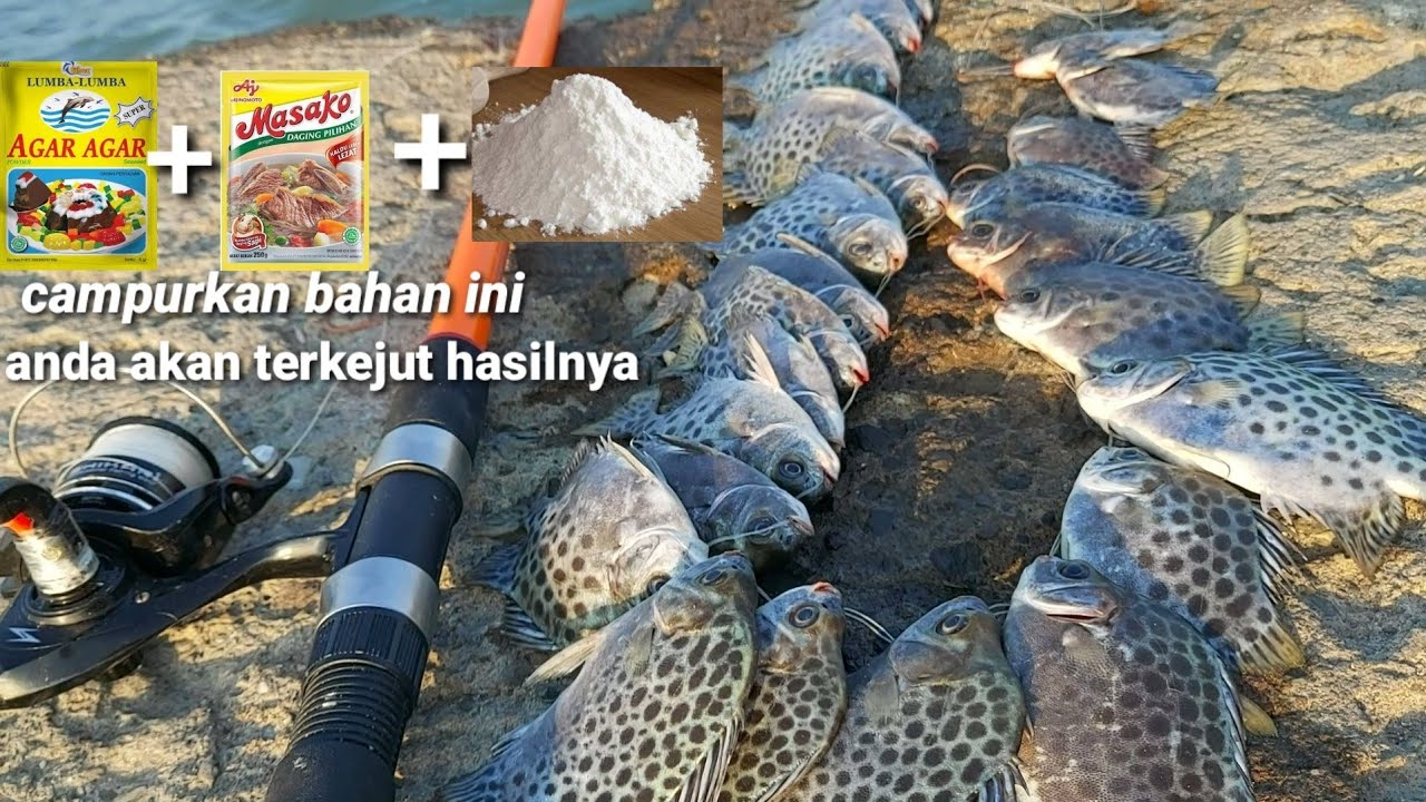 Cara mancing ikan kiper,campurkan masako,tepung dan ager ager dijamin strike terus anti boncos