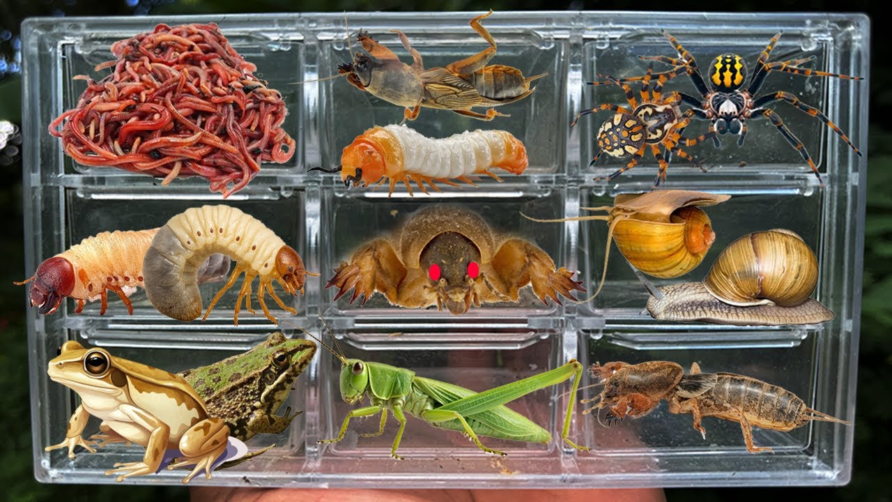 I Catching insects in the garden, I got Grub Worm, Earthworm, Frog, Snail, Crickets mole, Spider