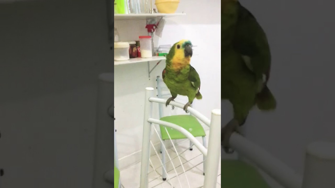 Papagaio chamando papai pra tomar café