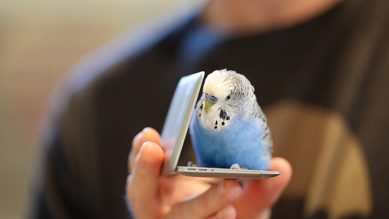 Pixel the parakeet enjoys conversing with the miniature laptop