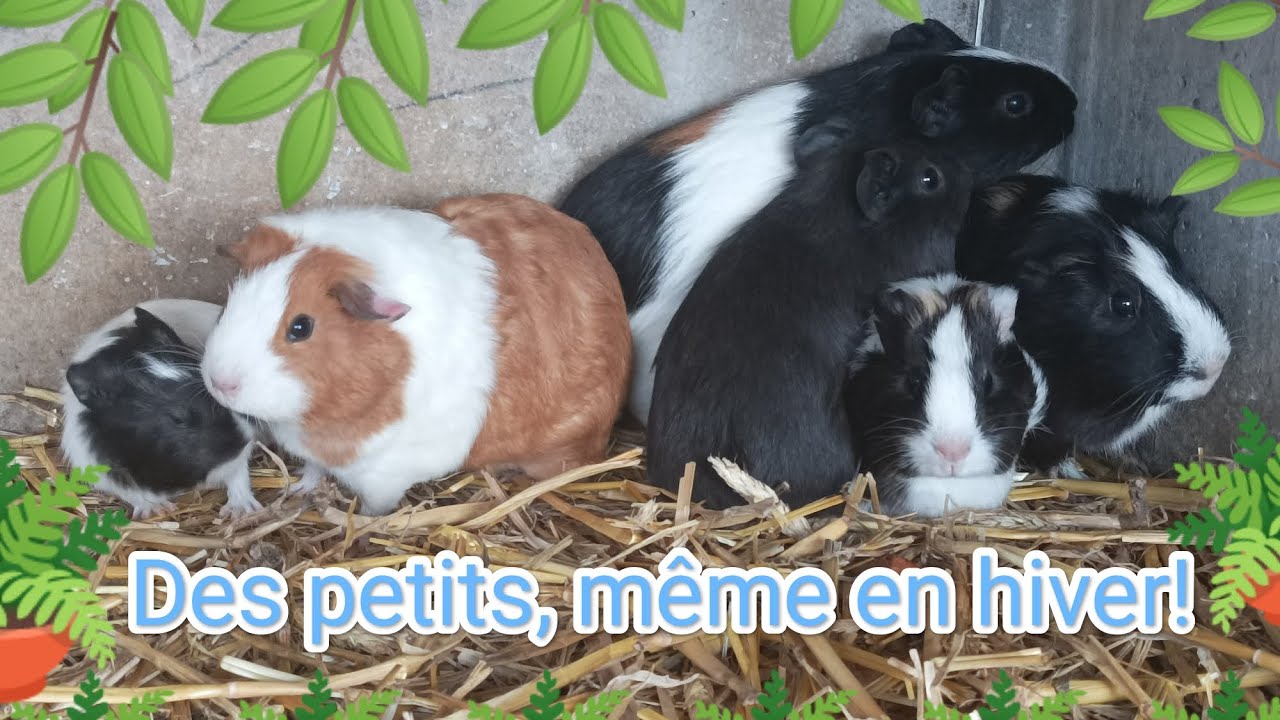 Élevage de cobayes : des naissances en extérieur même en plein hiver ! 👌👍😍 (vid41)