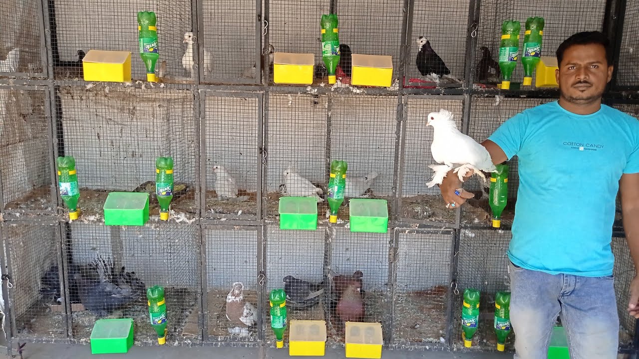 fancy pigeon farm || giant hungarian house pigeon || pigeon farm || rear breed
