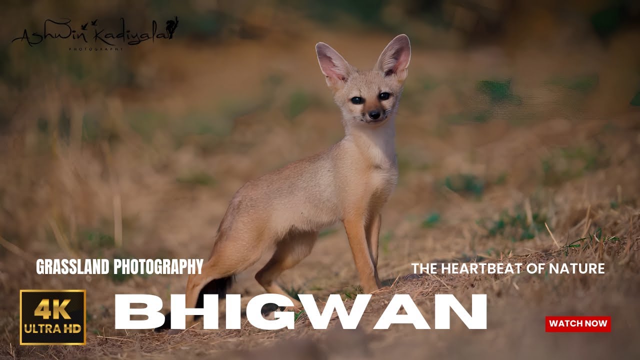 Bhigwan Birdwatching: A 4K Journey into Nature's Wonderland