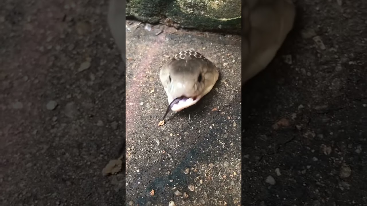 D&uuml;nyanın EN B&Uuml;Y&Uuml;K YILANI İNANILMAZZZZ#YILAN #