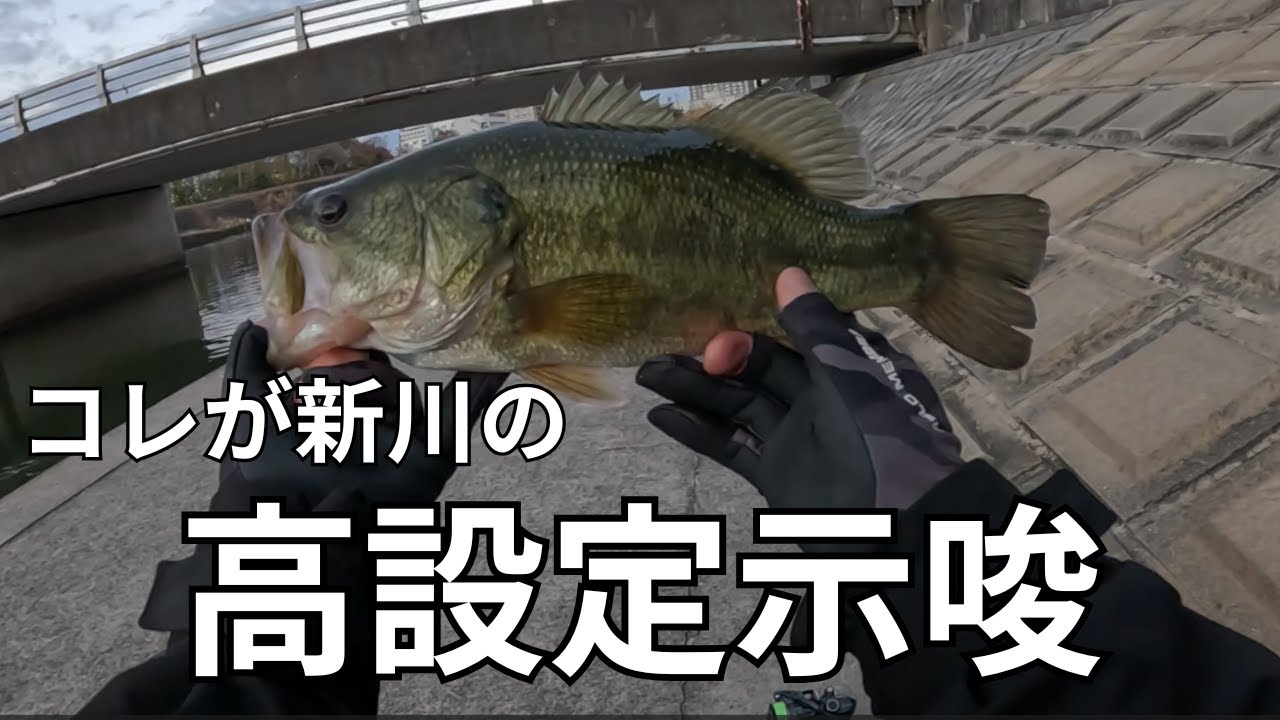 【霞ヶ浦 バス釣り】ベイトの重要性を再認識した日