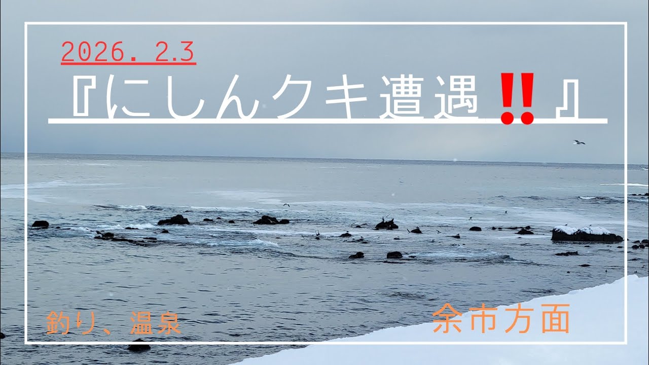 『くき遭遇‼️』今年もニシンがやってきた