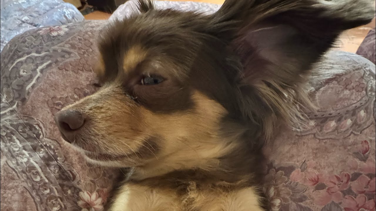 今日も寝起きのいいミロと寝起きの悪い悪いマコ