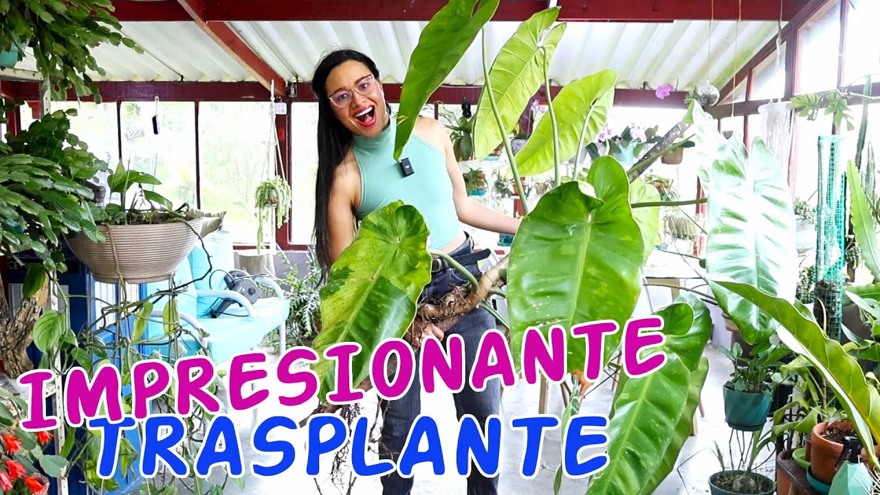 El trasplante más difícil del año 😰 encontré algo en sus raíces y mira cómo quedó mi Filodendro 💚